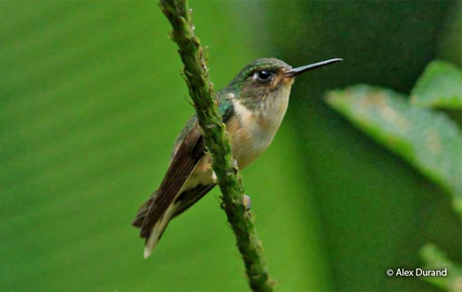 peruvian_piedtail