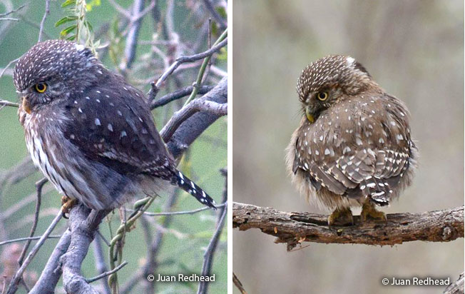 peruvian_pygmy-owl