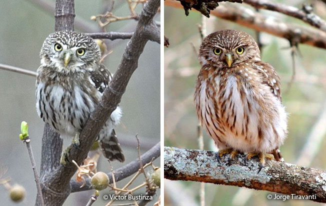 peruvian_pygmy-owl