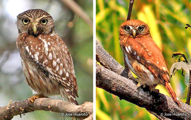 peruvian_pygmy-owl