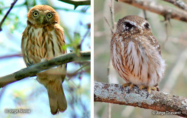 peruvian_pygmy-owl