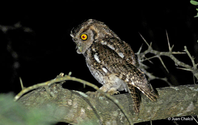 peruvian_screech-owl