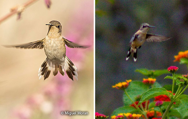 peruvian_sheartail