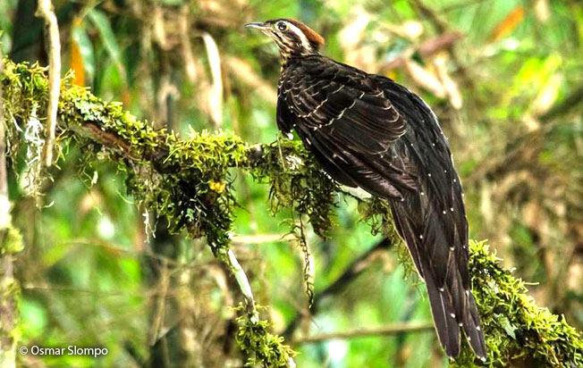 pheasant_cuckoo