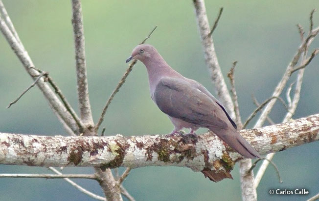 plumbeous-pigeon
