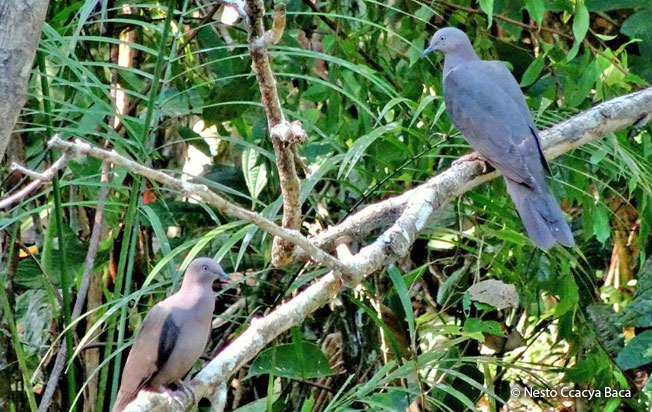 plumbeous-pigeon