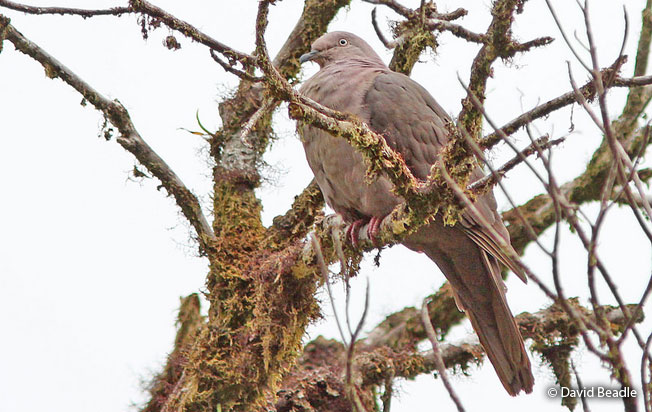 plumbeous-pigeon