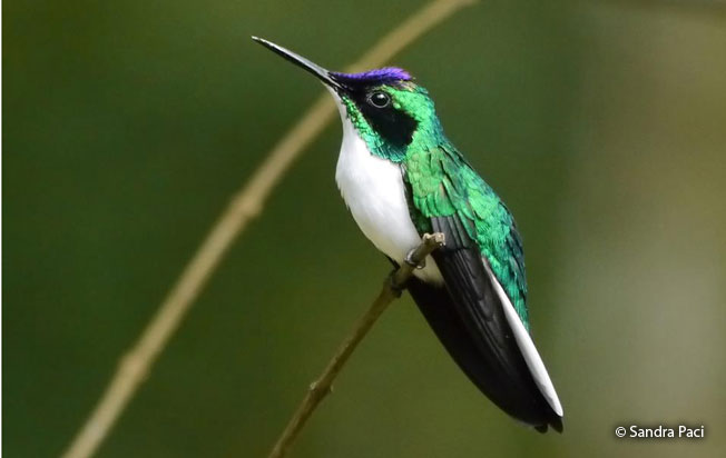 purple-crowned_fairy