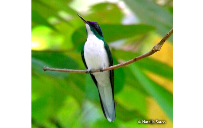 purple-crowned_fairy