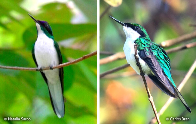 purple-crowned_fairy