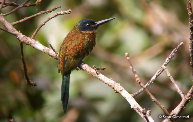 purplish-jacamar