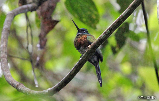 purplish-jacamar