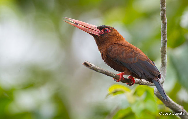 purus_jacamar