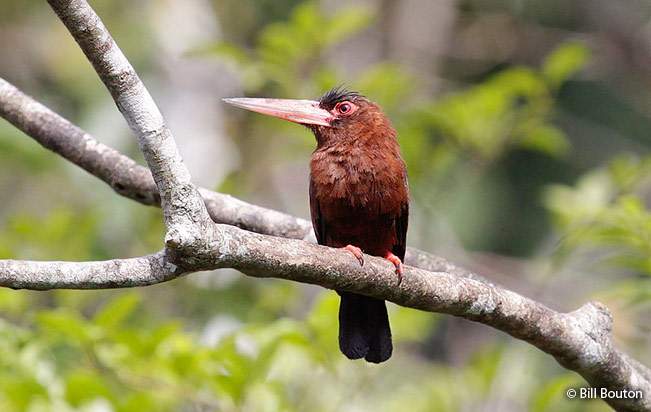 purus_jacamar