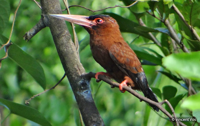 purus_jacamar