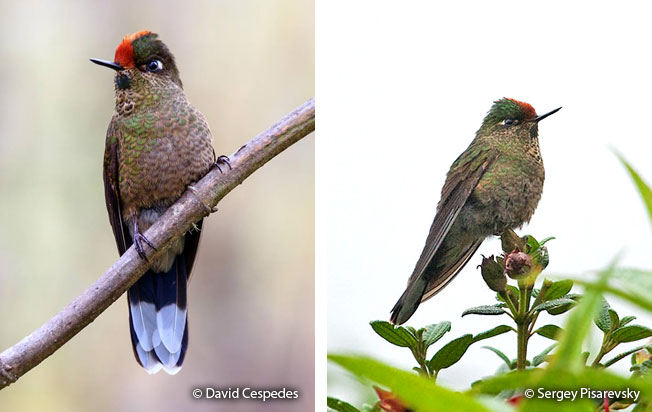 rainbow-bearded-thornbill