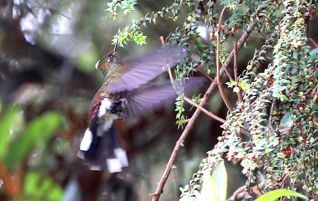 rainbow-bearded-thornbill
