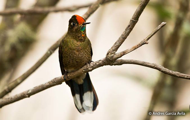 rainbow-bearded-thornbill