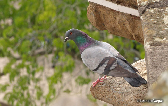 rock_dove