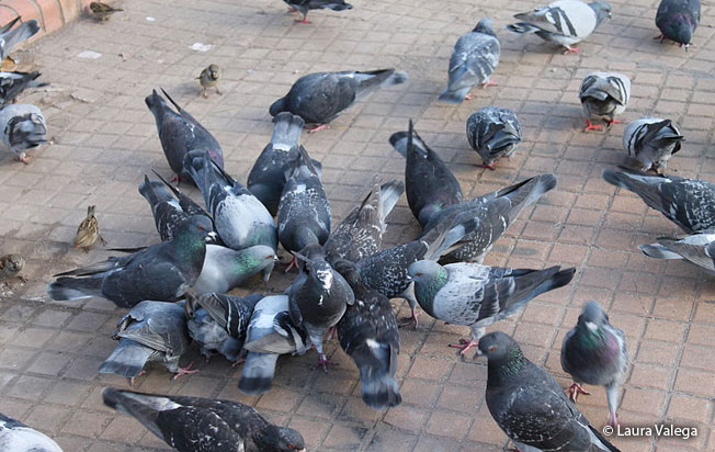 rock_dove