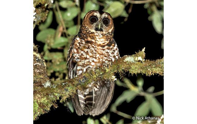 rufous-banded_owl