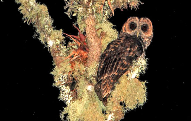 rufous-banded_owl