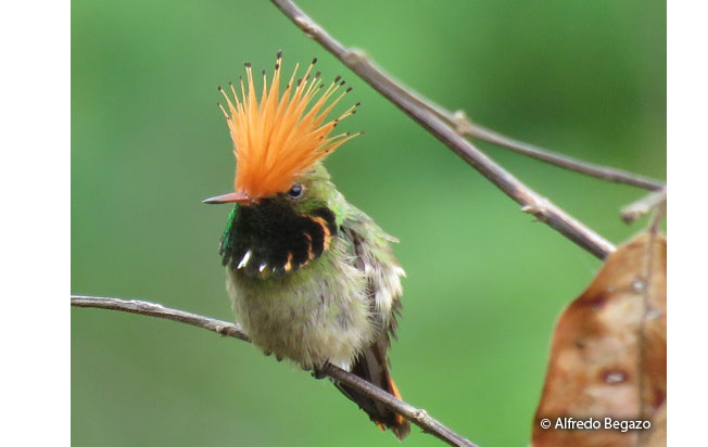 rufous-crested_coquette
