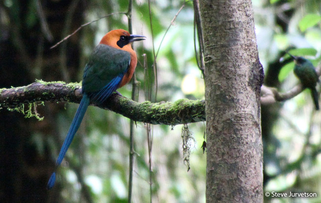 rufous-motmot