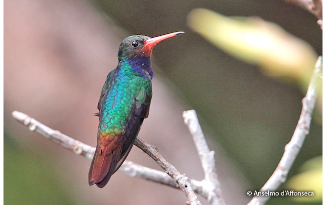 rufous-throated_sapphire