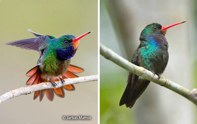 rufous-throated_sapphire