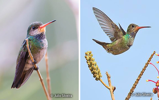 rufous-throated_sapphire