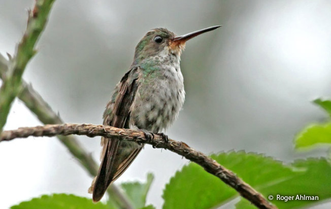 rufous-throated_sapphire