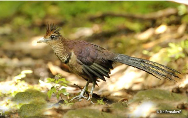 ufous-vented_ground-cuckoo