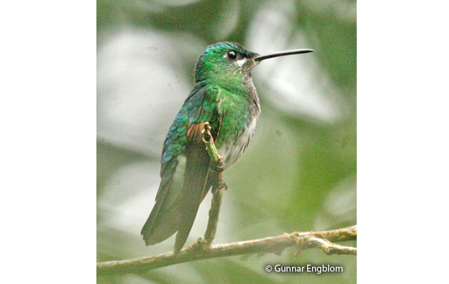 rufous-webbed-brilliant