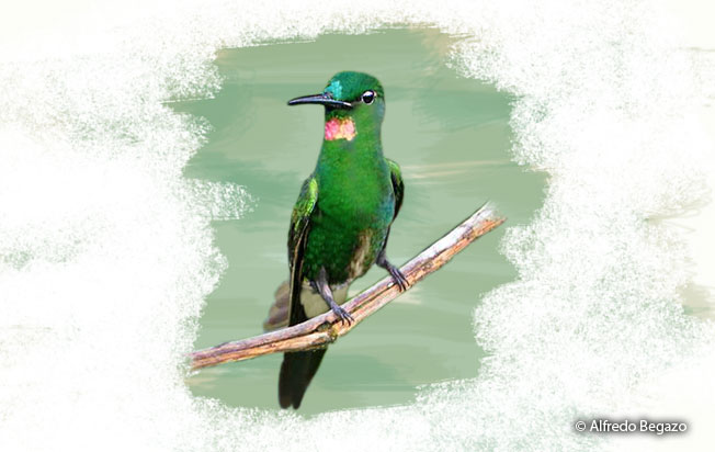 rufous-webbed-brilliant