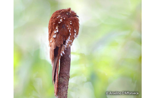 rufous_potoo