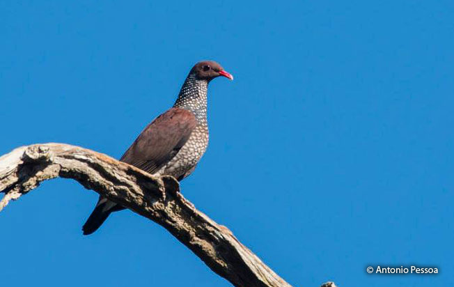 scaled-pigeon