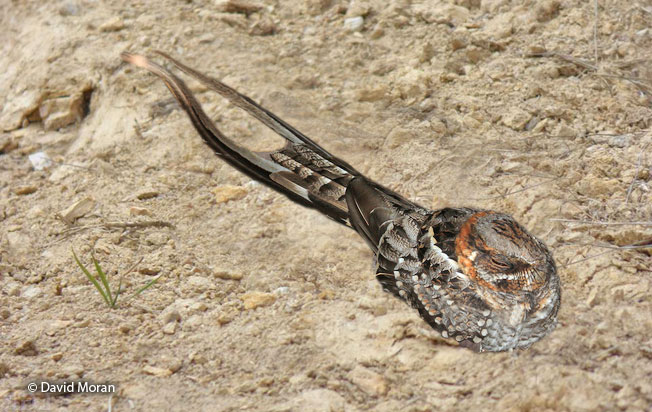 scissor-tailed_nightjar