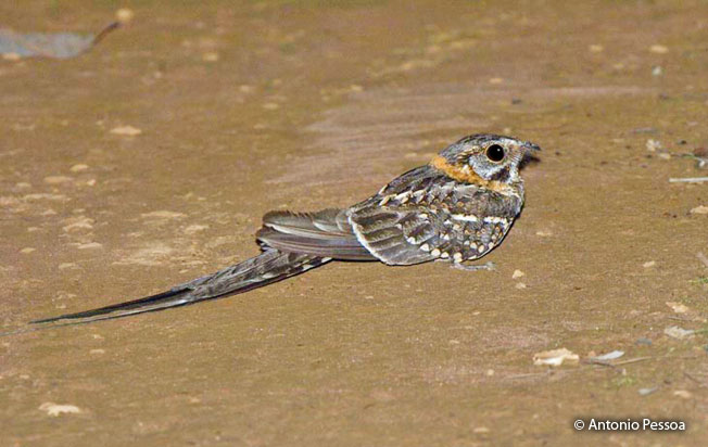 scissor-tailed_nightjar