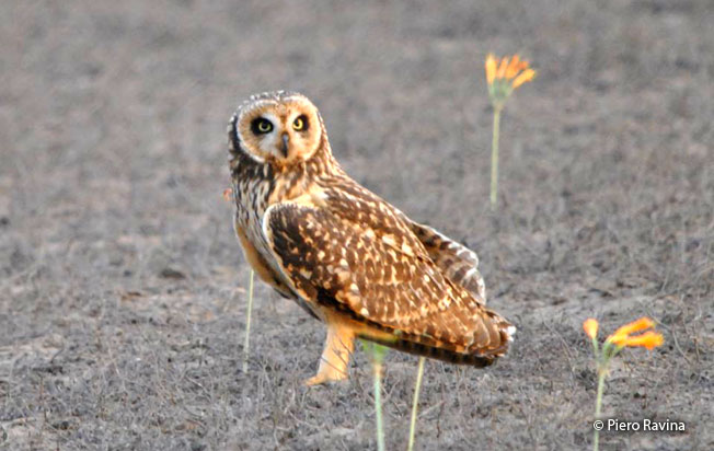 short-eared_owl