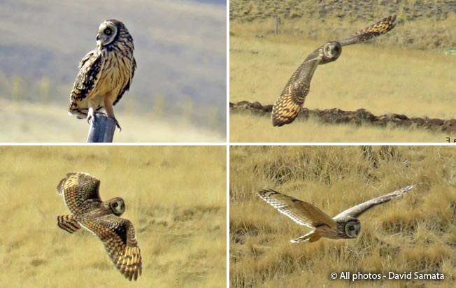 short-eared_owl