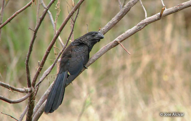 smooth-billed_ani