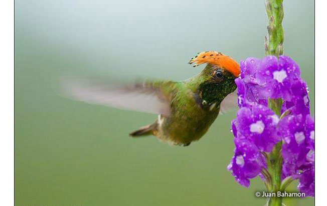 spangled_coquette