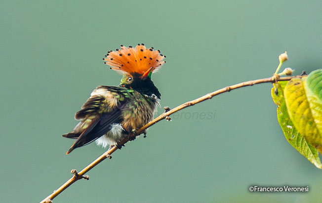 spangled_coquette