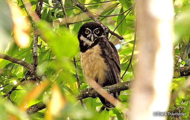 spectacled_owl
