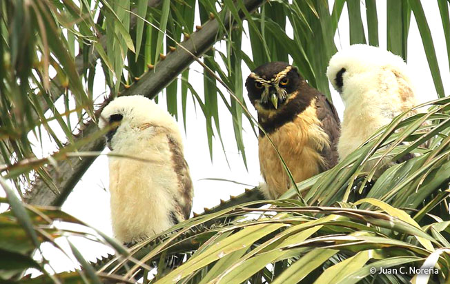 spectacled_owl