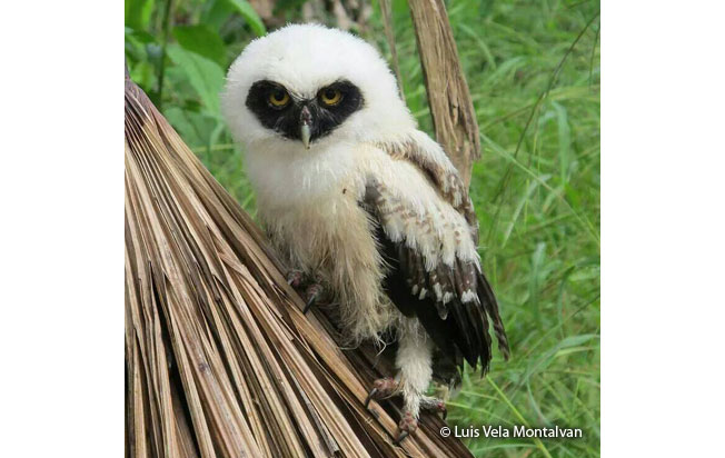 spectacled_owl