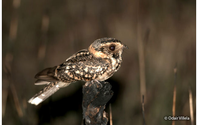 spot-tailed-nightjar