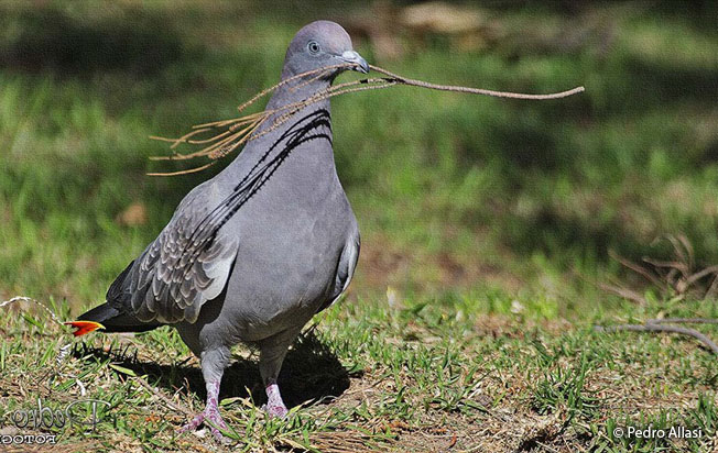 spot-winged_pigeon