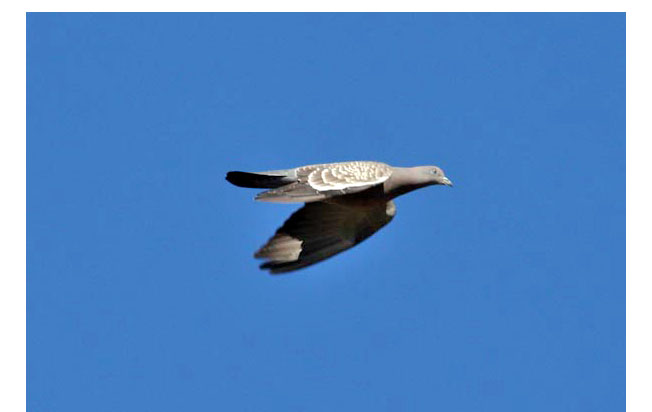 spot-winged_pigeon